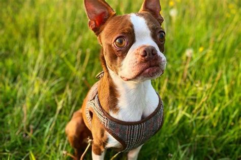 Red dog boston - The Bossi-Poo is a medium sized designer breed developed by crossing the Boston Terrier and the Poodle. Characterized by a muscular built, round head, medium-sized muzzle, floppy ears and almond shaped eyes, this breed seems to be popular because of its friendly and cheerful nature. Bossi-Poo Pictures Temperament These …